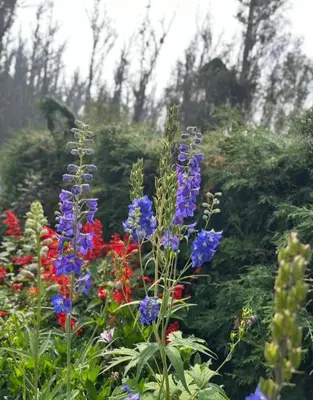 a garden with purple and red flowers and trees at Anya Paradise in Ooty