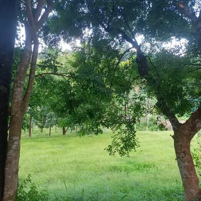a field of green grass with trees in the background at PADAVAYAL GREENS in Attappādi