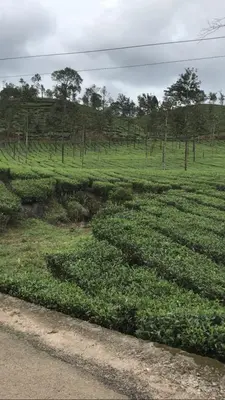 a field filled with green plants next to a road at Greenfield Homestay in Vythiri