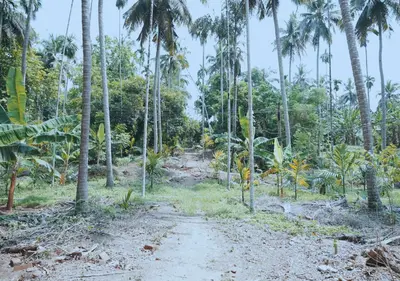 a dirt road through a forest with palm trees at Vintage Vista in Lakkidi