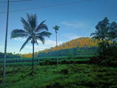 two palm trees in a field next to a mountain at Nostalgia Homestay in Vythiri