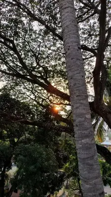a palm tree with the sun shining through the branches at Raintree Garden in Mysore