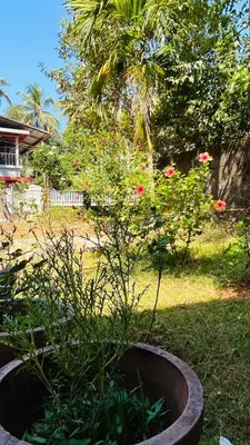 a plant in a flower pot in a yard at Namasthe Inn AC, Ottapalam-Palakkad Highway, Lakkidi in Ottappālam