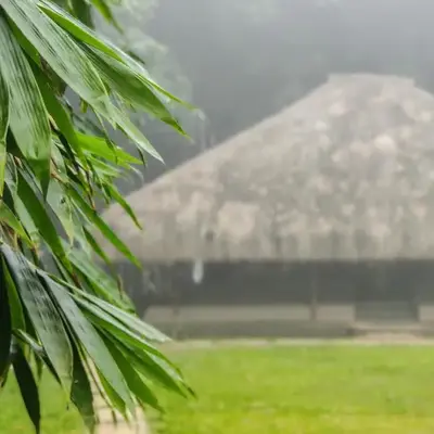 Bamboo Grove