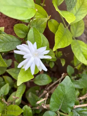 a white flower on a bush with green leaves at SHI's Isha Homestay in Coimbatore in Coimbatore