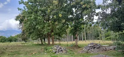 a group of trees in a field with a pile of rocks at SHI's Peaceful Oasis near Isha Adiyogi, Kovai Kuttralam Waterfalls & Karunya University in Alāndurai