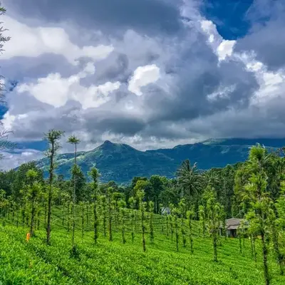 Ende Wayanad Resort
