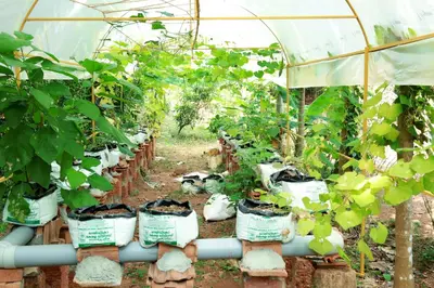 a greenhouse filled with lots of green plants at Ocean Green Kerala in Kannur