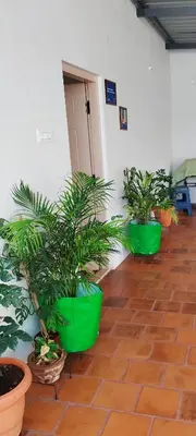 four green potted plants sitting on a brick floor at Karimbummel House- A room with spacious Balcony in Mysore