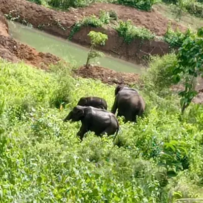 a group of elephants walking in the grass at KURUVA SHORELINE WAYANAD in Chekadi