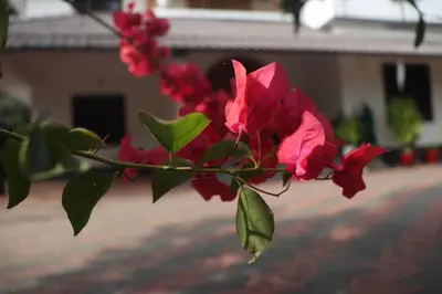 a branch of red flowers with a building in the background at S VILLA in Wayanad