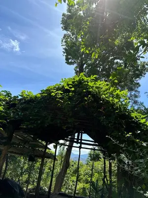 a tree canopy with the sun in the background at Qatsyir Horizon in Varagampadi