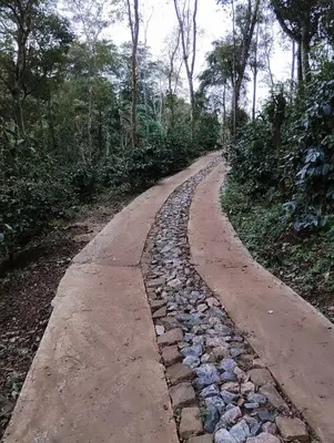 a stone road in the middle of a forest at Creek Side in Madikeri