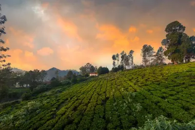 a field of tea plantations with a sunset in the background at Solitude by Nature Resorts and Stays in Kotagiri