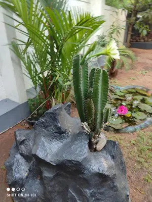 a small cactus on a rock in a garden at Vyshnavi home stay in Thanniyam