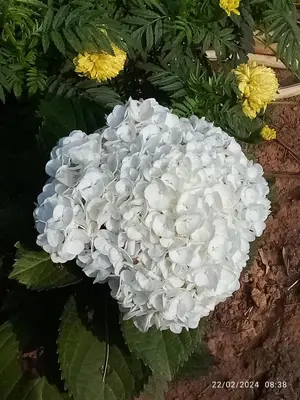 a bunch of white flowers in a garden at River View Guest Rooms in Vythiri