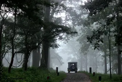 a car driving down a road in a foggy forest at Cozy 3 BHK PoolVilla near Nagerhole National park. in Wayanad