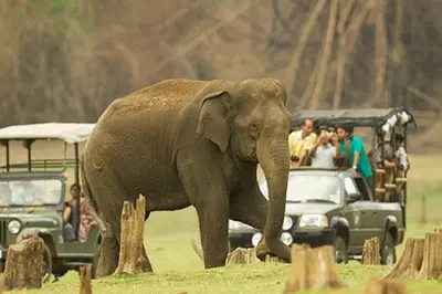 an elephant walking in front of a group of people at Cozy 3 BHK PoolVilla near Nagerhole National park. in Wayanad