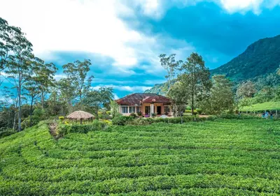 a house in a field of tea plantations at Viriparai Tea Bungalow Munnar by VOYE HOMES - Surrounded by Tea Plantations in Munnar