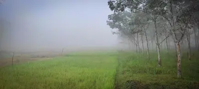a foggy field with trees and grass in a field at Paradise Single Room in Wayanad