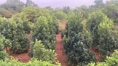 a row of orange trees in a field at MO’s Agro in Pāppinisseri