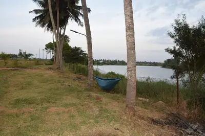 a blue hammock between two palm trees next to the water at Golden Triangle River side Cabin in Mysore