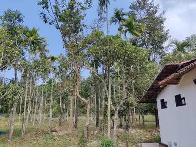 a house in front of a forest of palm trees at Woodside Haven in Chekadi