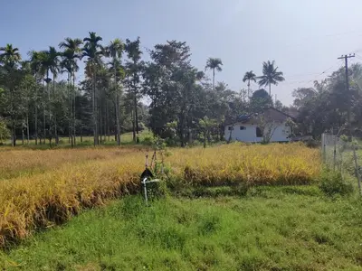 a dog in a field with a house in the background at Woodside Haven in Chekadi