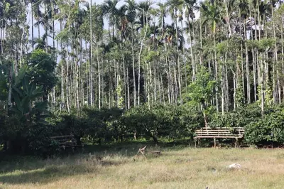 a park bench in front of a forest of palm trees at Coorg Stream Side Homestay in Ponnampet