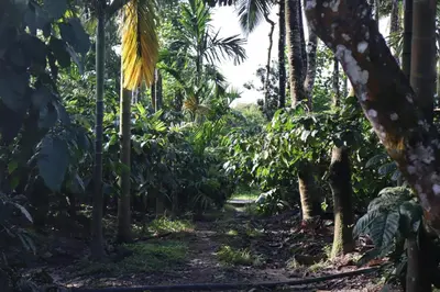 a path through a jungle with palm trees at Coorg Stream Side Homestay in Ponnampet