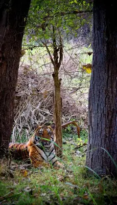 a tiger laying in the grass between two trees at Arasu Homestay in Antarasante