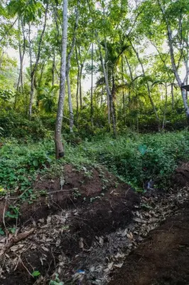 a dirt path in a forest with trees and bushes at Peechi Green Valley in Pattikad