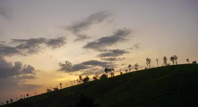 a group of palm trees on a hill with the sunset at Zen Vista in Vālpārai
