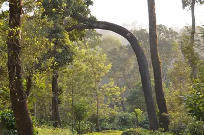 a curved tree in a forest of trees at Ibbanicadu Estate Homestay in Madikeri