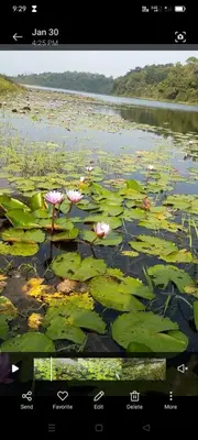 a lake with pink flowers and lily pads at Winter Villa Karapuzha in Wayanad