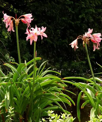 two pink flowers sitting on top of a green plant at Sabol Holidays in Ooty