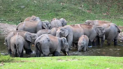 a herd of elephants standing in the water at The Serene Cottage in Viripara