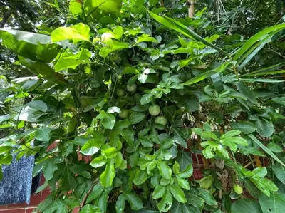 a tree with green fruits growing on it at 'Vrindavan' in Heritage City Mysuru in Mysore
