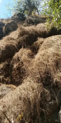 a pile of dry grass on the side of a hill at Sundara vana estate stay madikeri in Madikeri