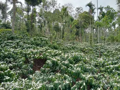 a field of white flowers with trees in the background at Sundara vana estate stay madikeri in Madikeri