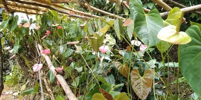 a plant with pink flowers and green leaves at Sundara vana estate stay madikeri in Madikeri