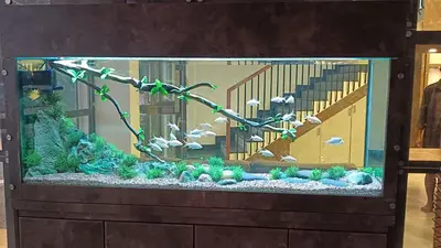 a fish aquarium with a staircase in it at Sreeja Myst in Athirappilly