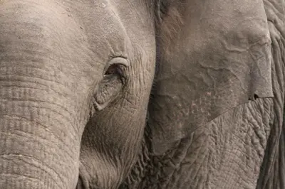 a close up of the face of an elephant at Pepper Trail in Sultan Bathery