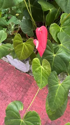a red flower sitting on top of green leaves at Chaithanya Illam in Marayoor