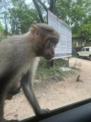 a monkey looking out the window of a car at Chaithanya Illam in Marayoor