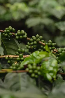 a bunch of green grapes on a tree at The Anexure - Great Estate Stay for Remote Work in Siddapur