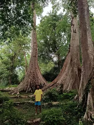 a man standing in front of two large trees at Crystal Riverview Homestay in Kuttampuzha