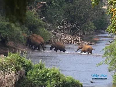 a herd of elephants walking across a river at Crystal Riverview Homestay in Kuttampuzha