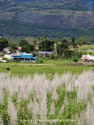 a field with two cows grazing in a field with a house at Le Sancta homestay in Marayoor