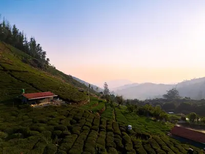 a hill covered in green tea plantations at Wild and Free Farm Stay in Ooty